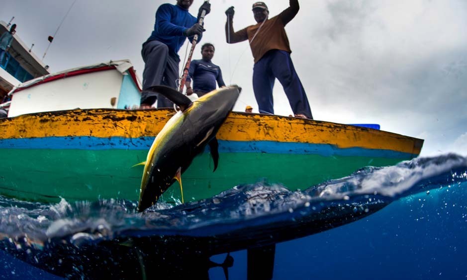 Maldives yellowfin tuna - handline