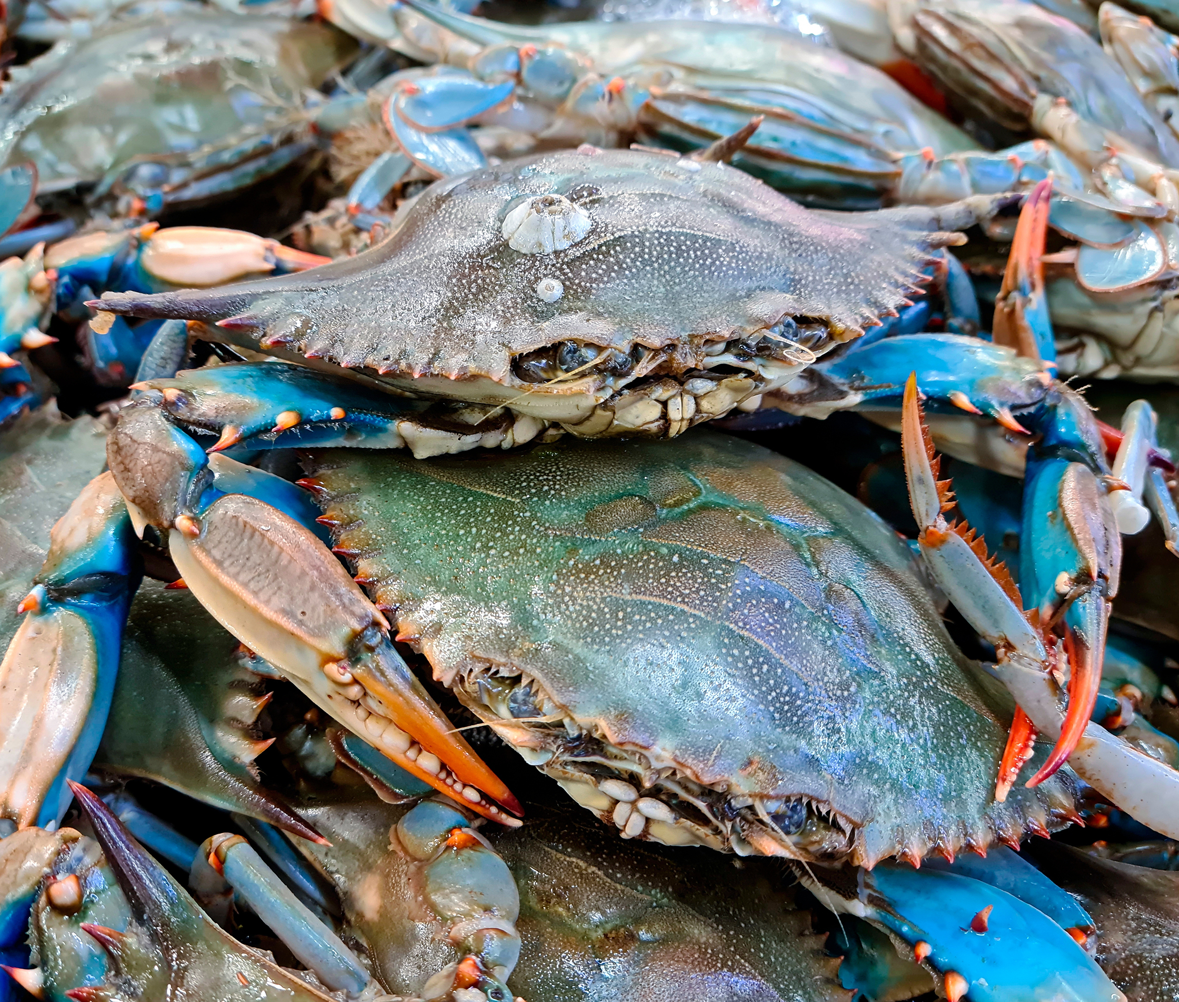 /uploads/Blue-Crab-Alive.jpg