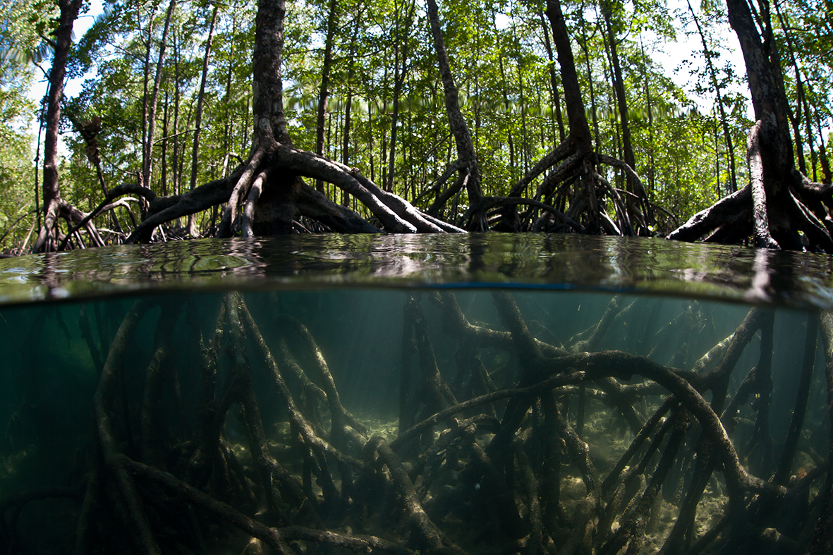 Mangroves Underwater 2