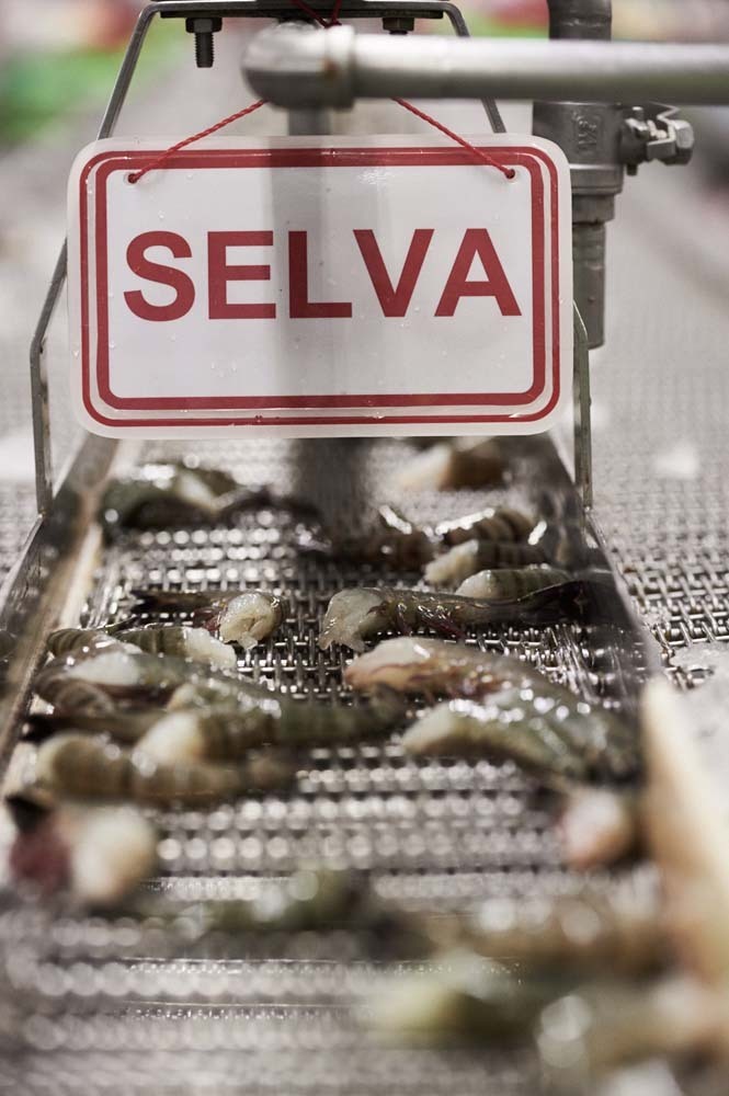 Selva shrimps 2337