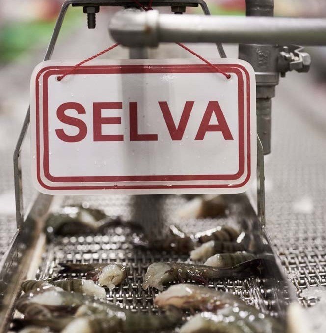 Selva shrimps 2337